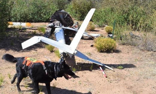 Dog in the crash lab