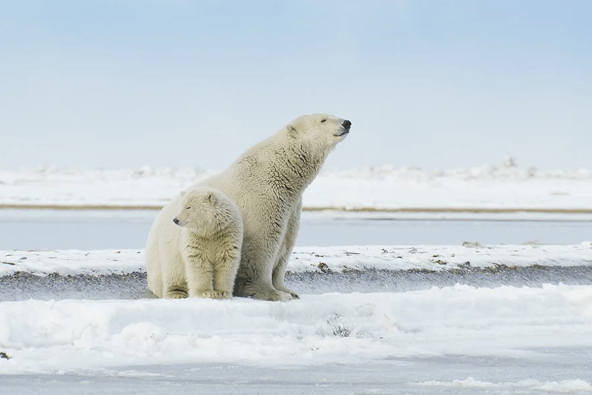Polar Bear with cub sitting on sea ice