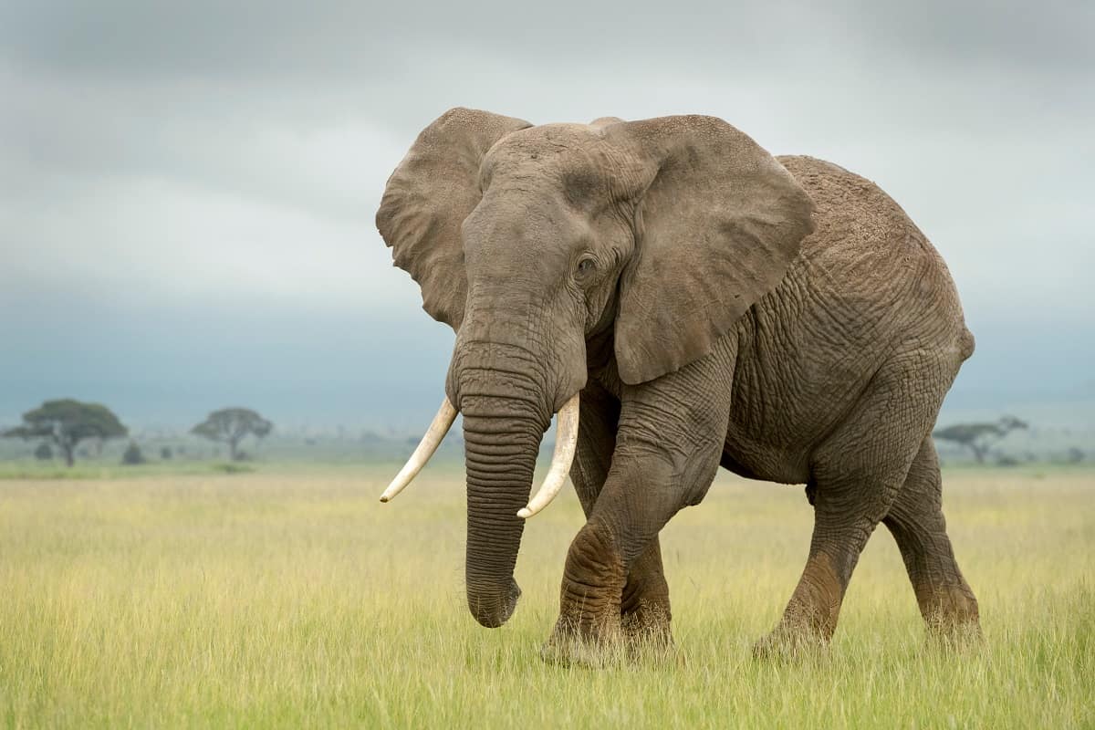 Elephant in Africa
