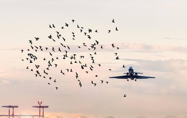 Birds colliding with aircraft