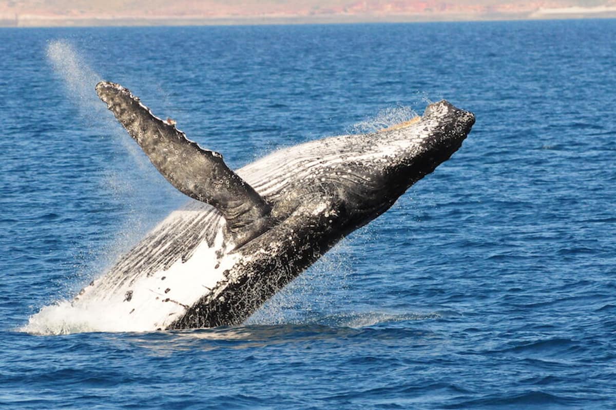 A whale breaching from the water